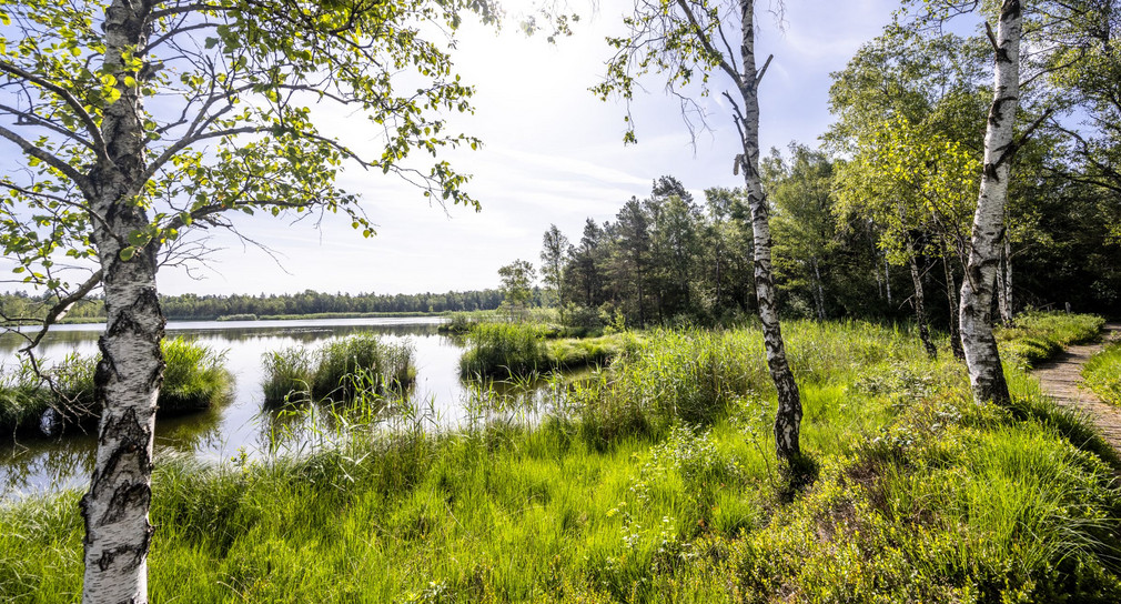Ein Bild der Moorlandschaft in Bad-Wurzbach