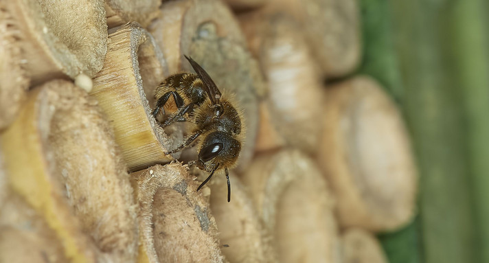 Wettbewerb Wettbewerb zum Wildbienenschutz an weiterführenden Schulen