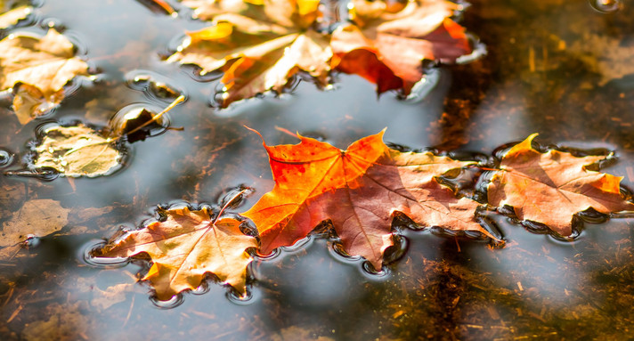 Schöne Herbstblätter fielen im Herbstregen ins Wasser